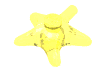 Animal Starfish